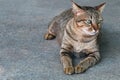 one lazy thai cat lies on the marble floor