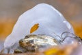 One leaf is frozen in round block of ice in river