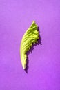 One leaf of green salad on purple