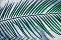 One leaf of tropical palm tree. Abstract texture, natural exotic green background Royalty Free Stock Photo