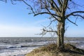 one leafless tree in winter by the sea Royalty Free Stock Photo