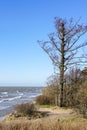 one leafless tree in winter by the sea Royalty Free Stock Photo