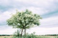 One leafy green tree under a wispy summer sky