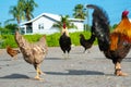 ChickenS standing in the sunshine Royalty Free Stock Photo