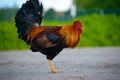 One legged chicken standing in the sunshine Royalty Free Stock Photo