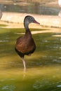 One-legged Duck