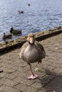 One legged goose I Royalty Free Stock Photo