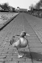 One legged goose II Royalty Free Stock Photo