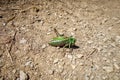 One legged grasshopper closeup in Vanoise national Park, France