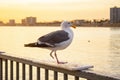 One legged seagull on a railing Royalty Free Stock Photo