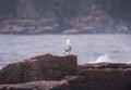 One-legged Seagull at Thunder Hole Royalty Free Stock Photo