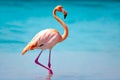 One Legged Wonder, Flamingo in Clear Lagoon, AI Generated