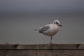 One legged young Hartland's gull Royalty Free Stock Photo