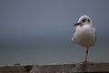 One legged young Hartland's gull Royalty Free Stock Photo