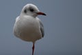 A one legged young Hartlaub's gull. Royalty Free Stock Photo