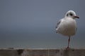 A one legged young Hartlaub's gull. Royalty Free Stock Photo