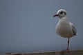 A one legged young Hartlaub's gull. Royalty Free Stock Photo
