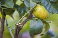 One lemon on a green branch with dew drops. Royalty Free Stock Photo
