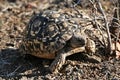 Leopard tortoise, Stigmochelys pardalis, in Victoria falls South Africa Royalty Free Stock Photo