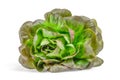 One Lettuce Salad Leaf isolated On White Background Royalty Free Stock Photo