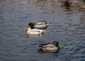 One leucistic albino female mallard duck swimming between two usual male mallard ducks Royalty Free Stock Photo