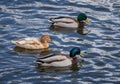 One leucistic albino female mallard duck swimming between two usual male mallard ducks Royalty Free Stock Photo