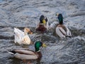 One leucistic albino white female mallard duck among the usual mallard ducks Royalty Free Stock Photo