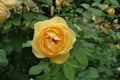 One light amber yellow flower of rose in June