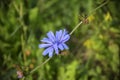 One light blue Chicory flower on background of green grass. Concept of substitute coffee. Summer meadow flower Common chicory Royalty Free Stock Photo