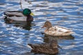 One light brown female mallard duck and two usual plumage  mallard ducks in the water Royalty Free Stock Photo