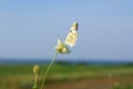 One light butterfly on a flower against blue sky Royalty Free Stock Photo