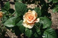 One light orange flower of rose Royalty Free Stock Photo