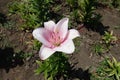 One light pink flower of lily Royalty Free Stock Photo