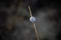 one light shell on a blade of grass in a dark background, nature