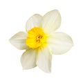 One light yellow isolated daffodil flower