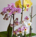 Beautiful orchids phalaenopsis blooming. Royalty Free Stock Photo