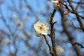 One light yellow plum blossoms on the branch Royalty Free Stock Photo