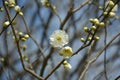 One light yellow plum blossoms with petals and stamens Royalty Free Stock Photo