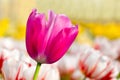 One lilac pink tulip in flower field with tulips Royalty Free Stock Photo