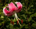 One lilium speciosum flower