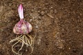 One lily bulb with roots on ground ready for planting Royalty Free Stock Photo