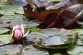 One Lily flower among many colorful leaves on the surface of the lake. Royalty Free Stock Photo