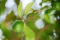 One lime on tree branch Royalty Free Stock Photo