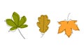 One line chestnut, maple, oak leaves. Graphics and illustrations