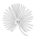 One line drawing fan palm leaf. Continuous line exotic tropical plant.