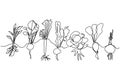 One line vector set of ripe vegetables, black and white sketch of plant family growing in the ground, isolated on white