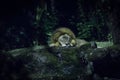 Lion sleeping on a rock Royalty Free Stock Photo