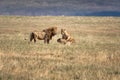 One Lion and two lioness Panthera leo at grassland conservation area of Ngorongoro crater. Wildlife safari concept. Tanzania. Royalty Free Stock Photo