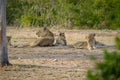 One lioness with four cubs laying down resting