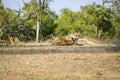 One lioness getting angry with cub while two others rest